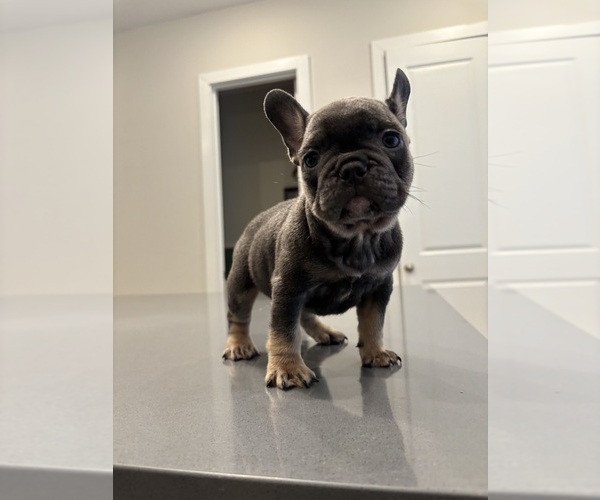 Medium Photo #4 French Bulldog Puppy For Sale in ATLANTA, GA, USA