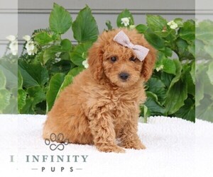 Goldendoodle (Miniature) Puppy for sale in NARVON, PA, USA