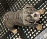 Small Photo #12 English Bulldog Puppy For Sale in BUCKEYE, AZ, USA