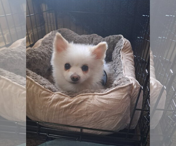 Medium Photo #1 Pomeranian Puppy For Sale in Harrisburg, PA, USA