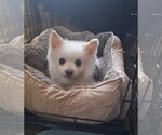 Small Pomeranian
