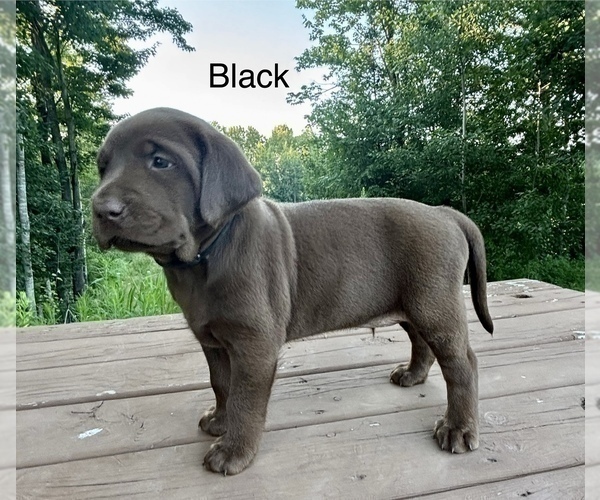 Medium Photo #6 Labrador Retriever Puppy For Sale in STANLEY, WI, USA