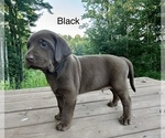 Small #5 Labrador Retriever