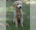 Buddy - Male Goldendoodle Puppy for Sale - Photo #4