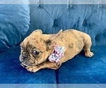 Small Photo #4 French Bulldog Puppy For Sale in COLORADO SPRINGS, CO, USA