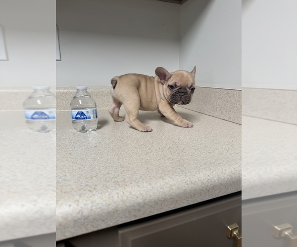 Medium Photo #7 French Bulldog Puppy For Sale in BONAIRE, GA, USA