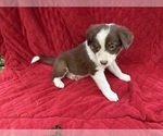 Puppy Selena Borador