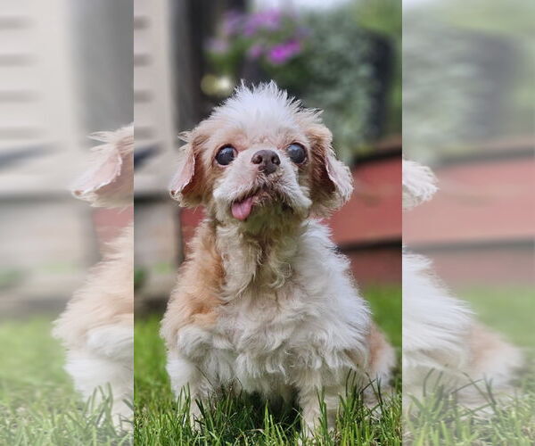Medium Photo #1 Shih Tzu-Unknown Mix Puppy For Sale in Cuba, NY, USA