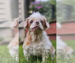 Small Shih Tzu Mix