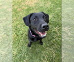 Small #3 Labrador Retriever Mix