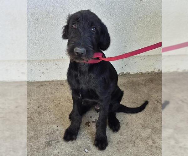 Medium Photo #1 Schnauzer (Giant)-Unknown Mix Puppy For Sale in San Antonio, TX, USA