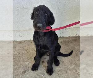 Schnauzer (Giant)-Unknown Mix Dogs for adoption in San Antonio, TX, USA