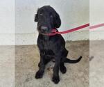 Small Schnauzer (Giant) Mix