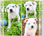 Small American Staffordshire Terrier-Boxer Mix