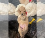 Small Photo #9 Goldendoodle Puppy For Sale in COVINGTON, TN, USA