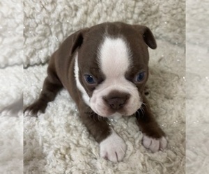Boston Terrier Puppy for sale in CRKD RVR RNCH, OR, USA