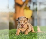 Small #7 English Bulldog