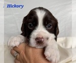 Small Photo #1 English Springer Spaniel Puppy For Sale in DILLSBURG, PA, USA