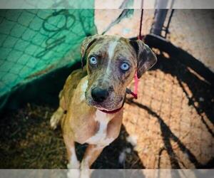 Catahoula Leopard Dog Dogs for adoption in Orlando, FL, USA