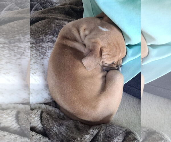 Medium Photo #4 Mutt Puppy For Sale in Clarkston, MI, USA