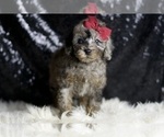 Small #1 Poodle (Miniature)