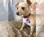 Small #5 Chihuahua Mix