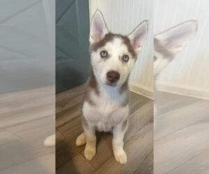 Siberian Husky Puppy for sale in EAST HAVEN, CT, USA