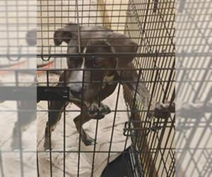American Pit Bull Terrier-Labrador Retriever Mix Dogs for adoption in Texas City, TX, USA