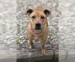 Small #3 Mutt