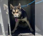 Small #1 German Shepherd Dog Mix