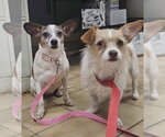 Small #3 Chihuahua Mix