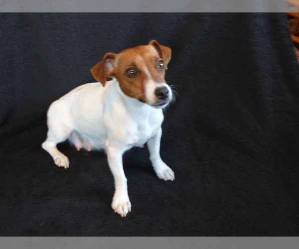 Medium Photo #1 Jack Russell Terrier Puppy For Sale in WASILLA, AK, USA