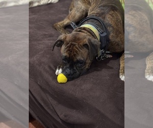 Father of the Boxer-Rat Terrier Mix puppies born on 10/19/2025