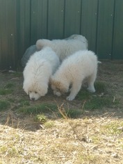 Great Pyrenees Puppy for sale in WEST PLAINS, MO, USA