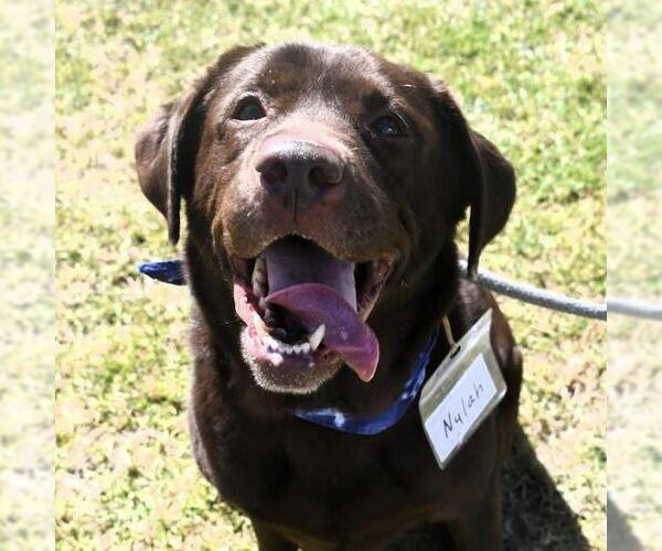 Medium Photo #3 Labrador Retriever Puppy For Sale in San Diego, CA, USA