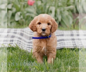 Goldendoodle Puppy for sale in NARVON, PA, USA