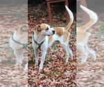Small #7 Labrador Retriever Mix
