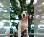 Puppy Brookie Catahoula Leopard Dog