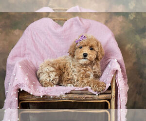 Medium Poodle (Toy)