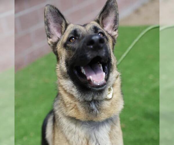 Medium Photo #3 German Shepherd Dog Puppy For Sale in San Antonio, TX, USA