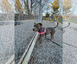 Small #1 American Staffordshire Terrier