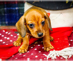 Small #2 Dachshund