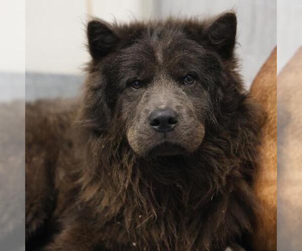 Medium Photo #2 Chow Chow Puppy For Sale in San Antonio, TX, USA