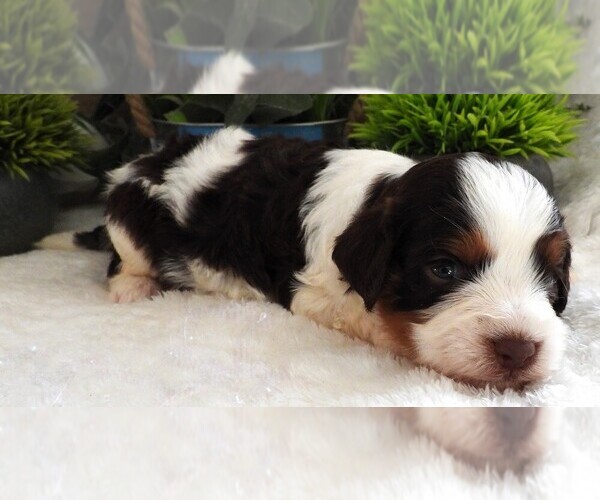 Medium Photo #5 Cavapoo Puppy For Sale in CARLISLE, KY, USA