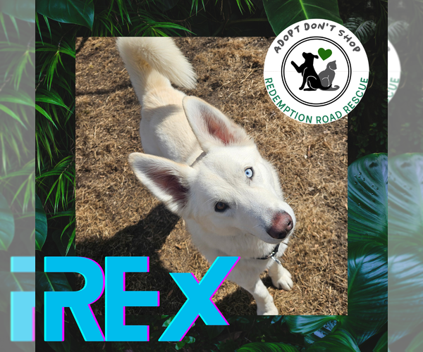 Medium Photo #4 Huskies -Unknown Mix Puppy For Sale in Crystal, MN, USA