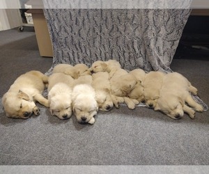 English Cream Golden Retriever Litter for sale in PROSPECT, VA, USA