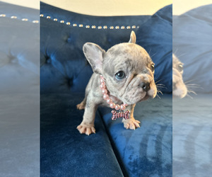 French Bulldog Puppy for sale in JERSEY CITY, NJ, USA