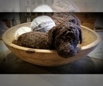 Small Photo #3 Poodle (Miniature) Puppy For Sale in EMPORIA, KS, USA