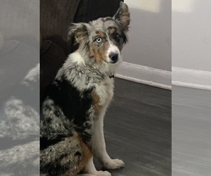 Australian Shepherd Puppy for sale in ATL, GA, USA