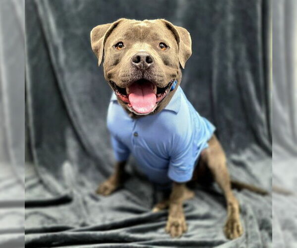 Medium Photo #2 American Staffordshire Terrier-Unknown Mix Puppy For Sale in Long Beach, CA, USA